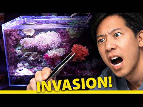 THE Worst Reef Tank Pest I've Ever Had (Cotton Candy Algae + Red Flatworms)