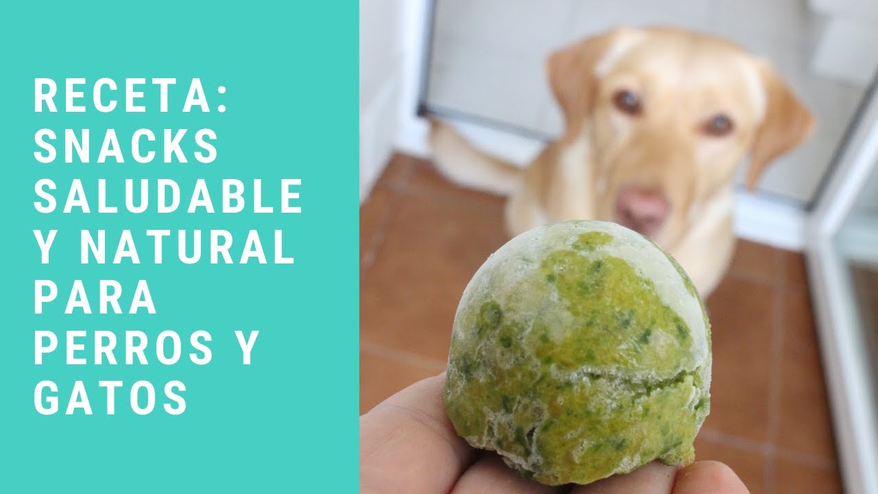 Receta de snak saludable y natural para perros y gatos | Dieta BARF