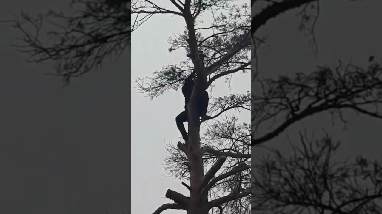 Tree removal | Tarzan Style.