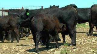 Multimin 90   Role in Beef Health and Immunity Talk   Montana Stockgrowers Dec 2016