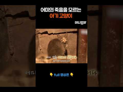 <strong>어미의</strong> 죽음을 모르는 아기 고양이 #애니멀봐 #shorts