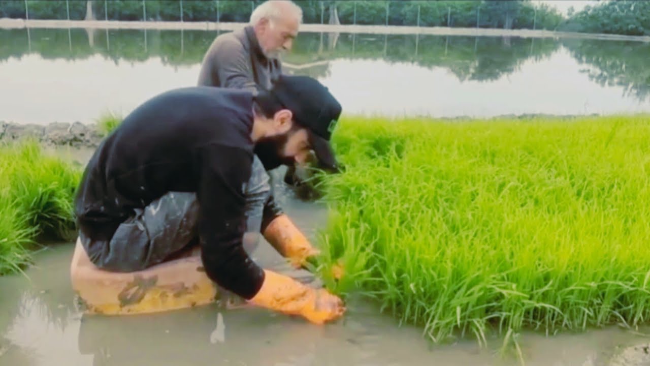 Wheat Flour Halva in the Rice Fields | Traditional Taste with Spring Planting and Breeze