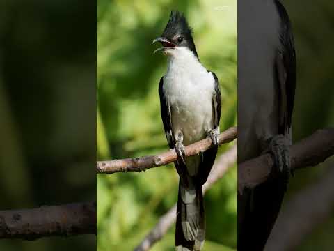 A Pied Cuckoo's