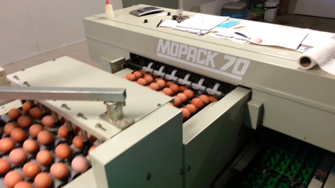 Wolbrink,s scharrelei