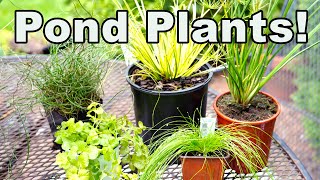 5 Common But **AWESOME** Garden Center Plants Perfect for **PONDS** Too!