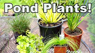 5 Common But Awesome Garden Center Plants Perfect For Ponds Too