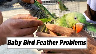 Baby Bird Feather Problems  Solutions & Medicine || Tutu's Vlog #49