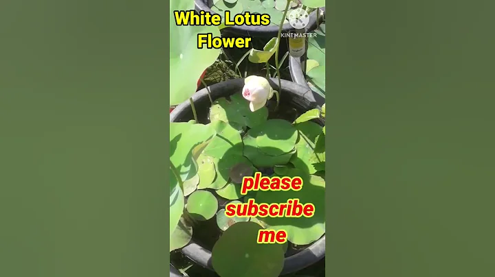 Beautiful White  Lotus Flower #viral #garden#shorts#lotus #flowers#shortsfeeds #shortvideo#ytshorts - DayDayNews