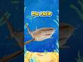HIU PASIR #seaanimals #shark #hiu #shots