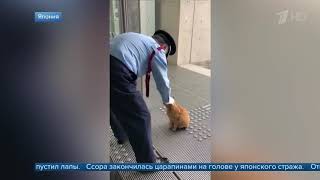В Японии два кота третий год ведут войну с охранниками, пытаясь прорваться в музей В Японии два кота третий год ведут войну с охранниками, пытаясь прорваться в музей