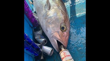 Câu Jig cá Cam 28 Kg bằng cần; Máy điện