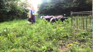 Betty Wilcock's Farmers Weekly Farm Apprentice Video