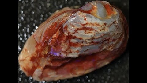 EbAY Auction  Australian Lightning Ridge Fossils, Solid Opal, Rough Sea Shell 31.75 cts