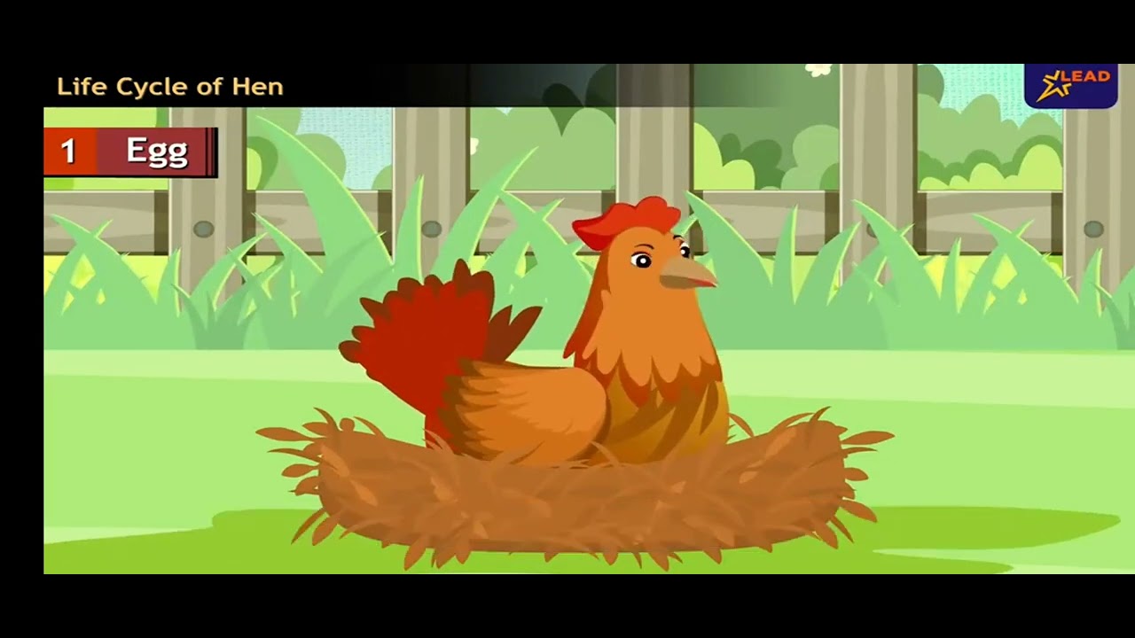 Life Cycle Of Hen Class 1 YouTube Life Cycle Of Hen Class 1 YouTube