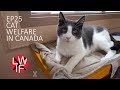 Cat Welfare in Canada