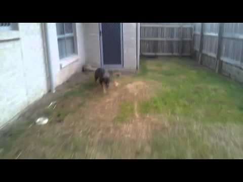 Harlem Shake Cat Dog