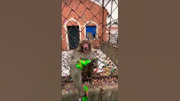 Unexpected Turn: Playing with a Monkey Gone Wrong 🤯 #youtubeshorts