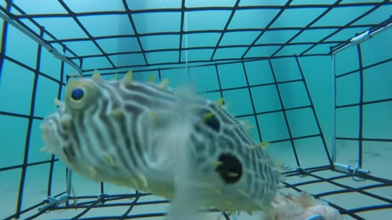 Ловушка для крабов на Аутер-Бэнкс