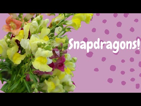 วีดีโอ: เมื่อปลูก Snapdragons บนต้นกล้า