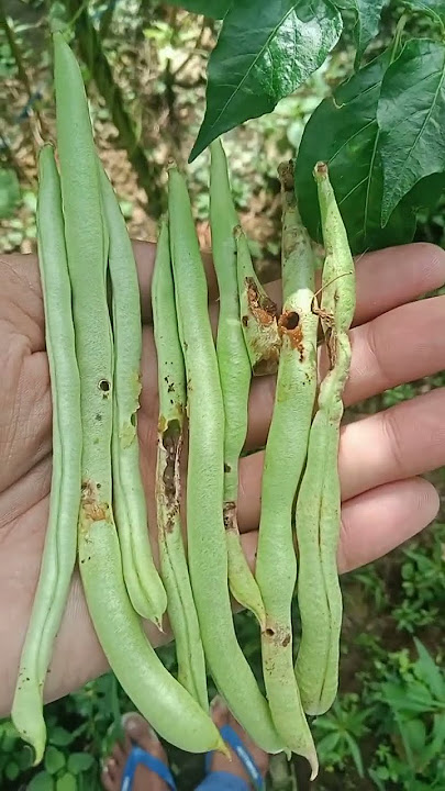 Hama ulat pada tanaman kacang buncis.