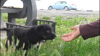 Rescue Of Three Puppies Who Didn't Know They Were Too Close To A Busy Road