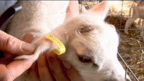 Tagging Sheep with the Shearwell system