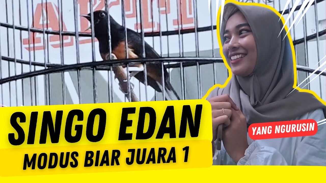 SINGO EDAN MODUS BUAT JUARA 1 di NGOBAR GAGAK SAKTI