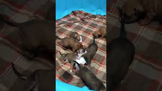 The A1 Straight Drop Breeding 2