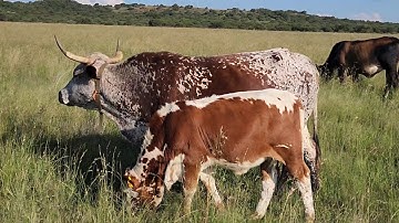 GrazerTrack GPS collars - a  2 month review.