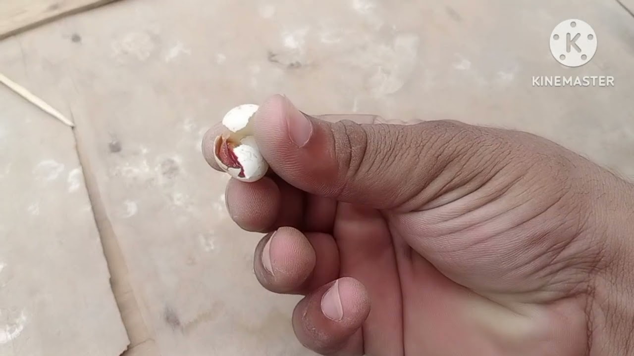 parrets ko sift kr dia ha  pair bna k