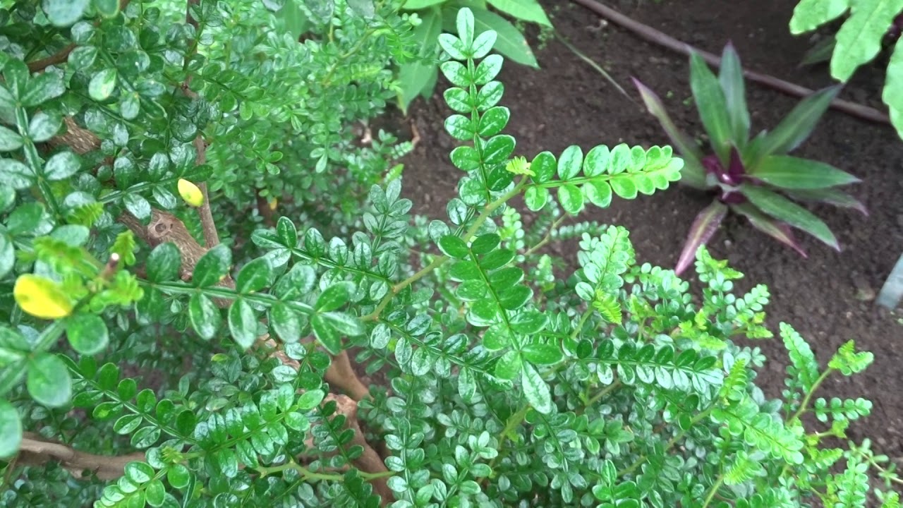 Zanthoxylum simulans (žlutodřev čínský)