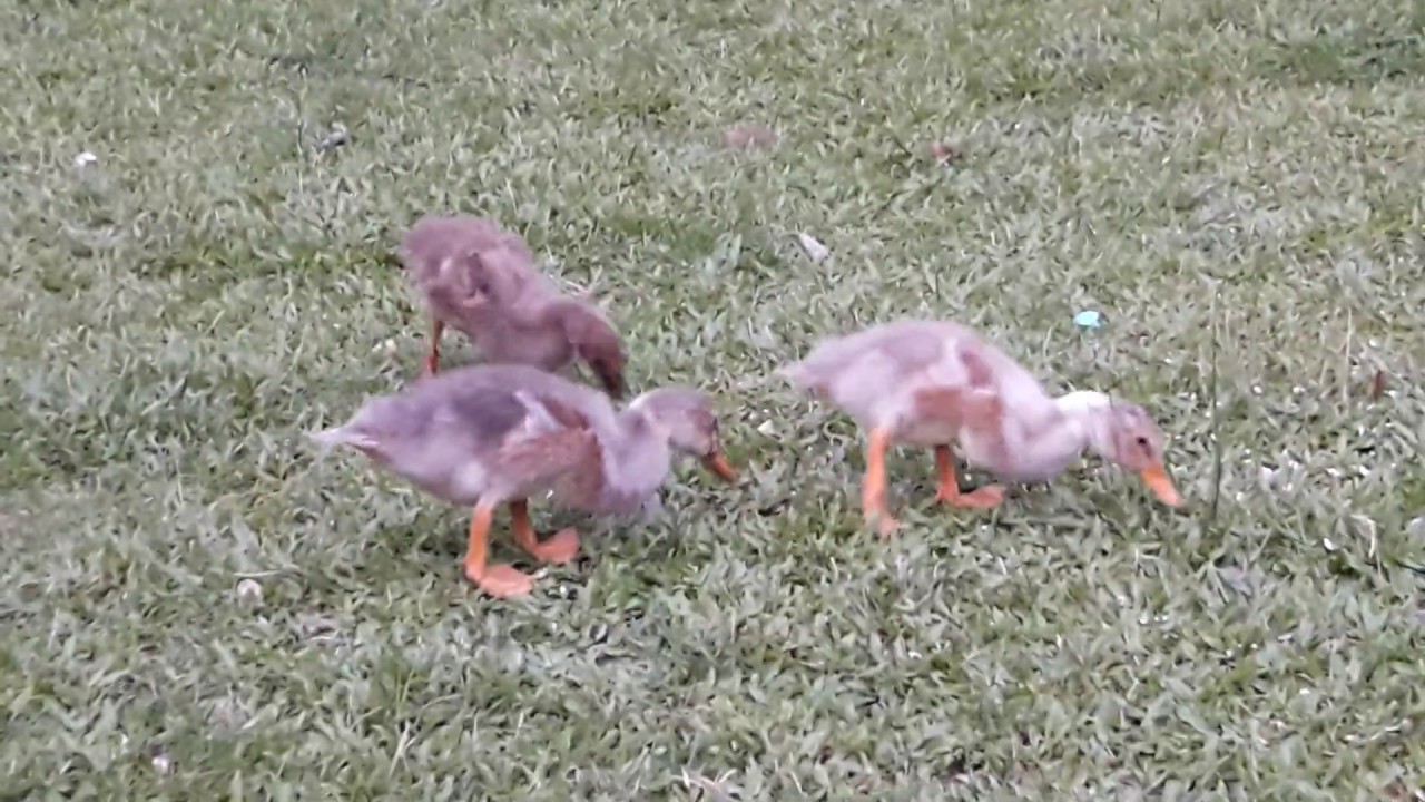 Duckling Insects The painful scene of an insect getting stuck in the throat of a ...
