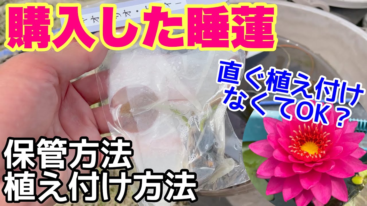 When you receive the water lilies you bought, please be sure to do 