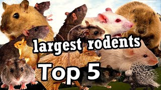 Top 5 Largest Rodent Species In The World