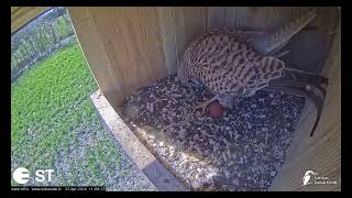 Lauku piekūnu būrī pirmā ola | 2026