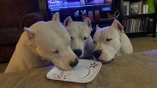 Dogos Eat Raw (Tzarina’s 8th Birthday Party) by Dogo Argentino USA 953 views 2 years ago 2 minutes, 21 seconds