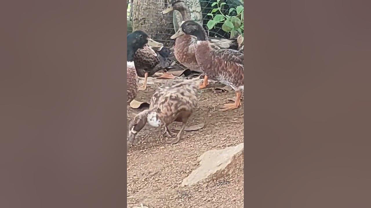 duck gather own place - YouTube