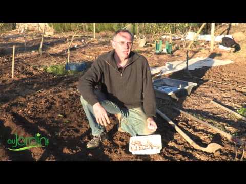 Vidéo: Ail d'artichaut rouge polonais : apprenez à faire pousser des bulbes d'ail rouge polonais