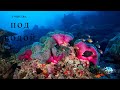 существа под водой  морские животные факты о морских животных