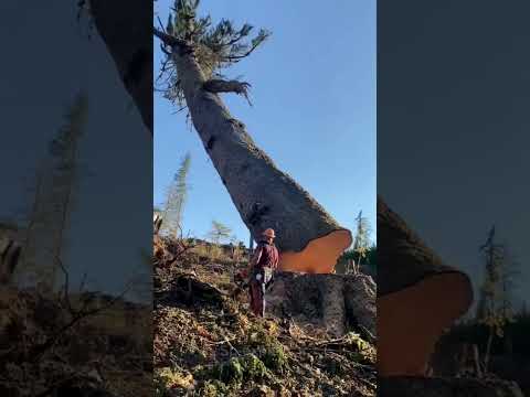 Why Tree Stumps