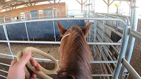 Low-Stress Cattle Handling
