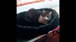 Ліжко для котусика   Шиття та балачки