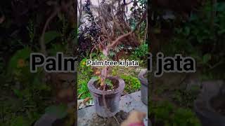 aaj karenge isko repot#shorts#chalobagwanikare #terracegardenindia #gardening #palmtree#roots