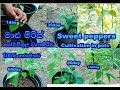 මාලු මිරිස් වගාව පොච්චිතුල ,  Sweet peppers Cultivation in pots,malumiris wagawa