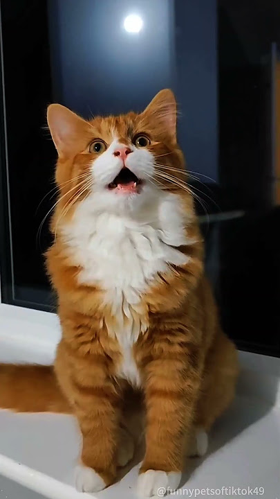 Part 98  #funny #cat#ExplorePage