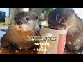 【100万人記念】10分でわかるカワウソコタローとハナの歴史 1 Million Subscribers! The History of Otters Kotaro & Hana