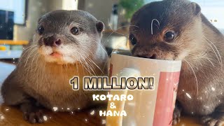 【１００万人記念】１０分でわかるカワウソコタローとハナの歴史　1 Million Subscribers! The History of Otters Kotaro & Hana