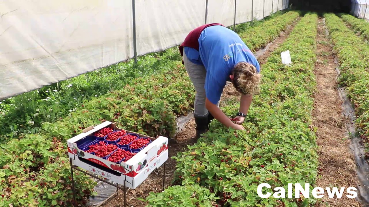 Nemi :: 28/06/2019 :: Danilo Cipolletti (produttore) su le fragoline di bosco.