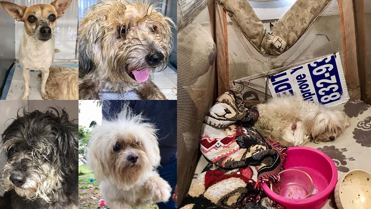 Nearly 50 dogs seized from home - YouTube
