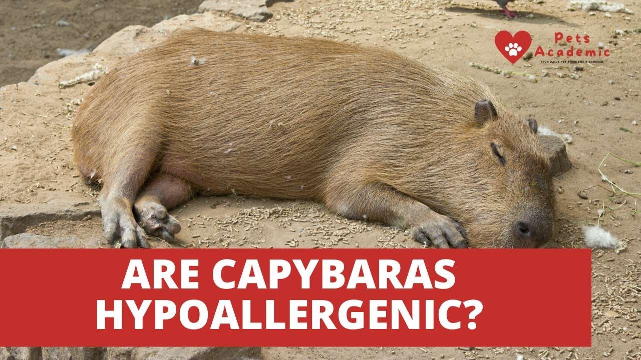 Are Capybaras Hypoallergenic? What Pet Owners Need to Know
